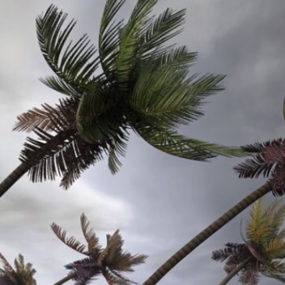 wildpalms